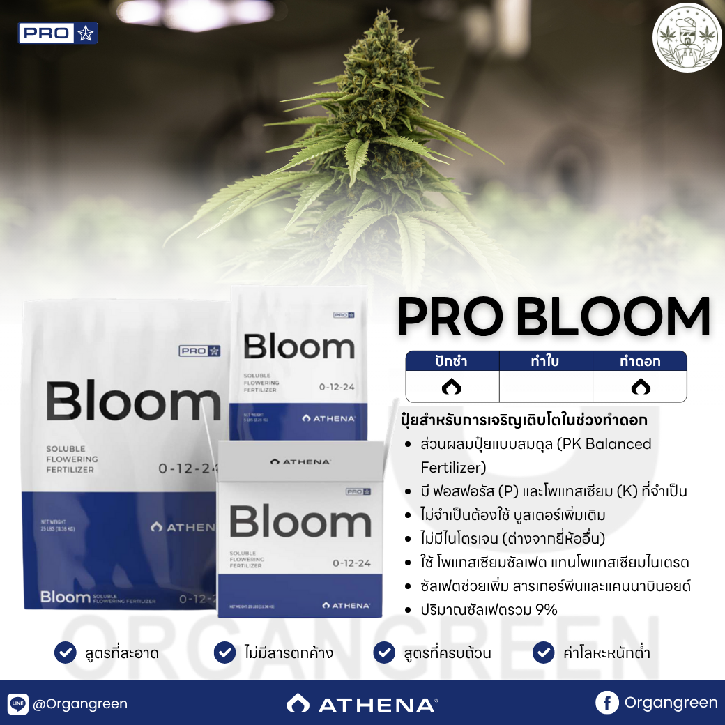 v-athena-v2025-zip-pro-bloom-v-2025