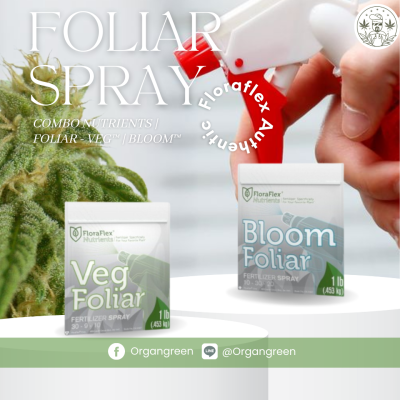 Copy of bloom veg foliar stage