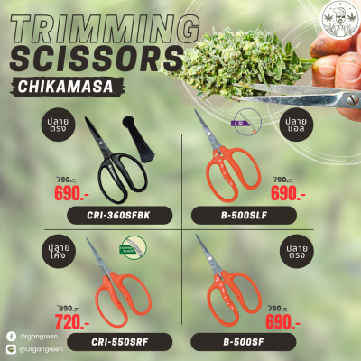 chikamasa 1