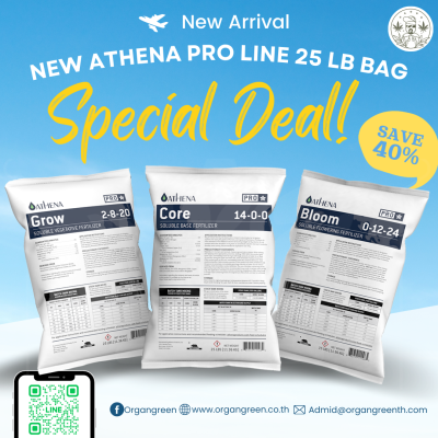 line athena proline